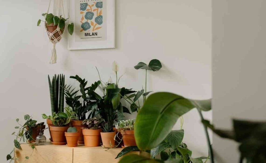 indoor plants for kitchen decor